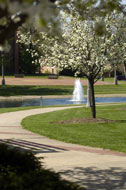 fountain spring 2005.jpg