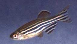 zebrafish.jpg