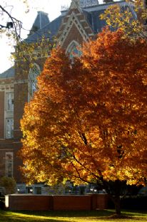 Fall Leaves East College 2007.jpg