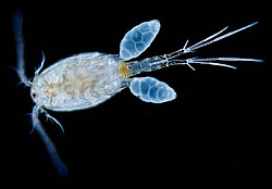 leech_copepod.jpg