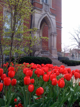 East College Tulips KOApr2011