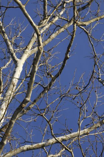 08_50__DSC4618b.JPG