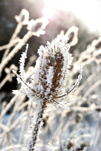 _MG_5233.jpg