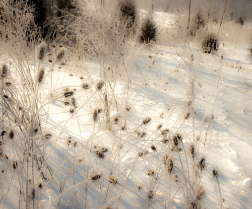 _MG_5235.jpg